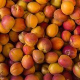 Le Valais produit 95% des abricots suisses. (Image d'illustration)